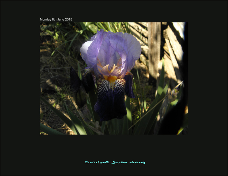 06_08_15_Late_Bloomer